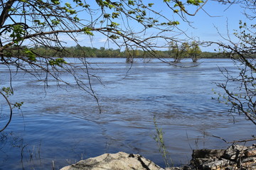tree in the water
next to the river