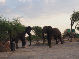 African elephant in a fight, Campsite, Elephant Sands Lodge, Kasane, Nata, Botswana