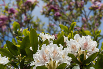 Close up of white rhododendron flower with red magnolia flower tree in the blurred background