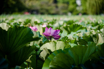 lotus bloom purity of heart