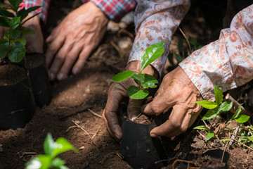 Naklejka premium Coffee seedlings in nature taking root in fertile soil. put in a planting bag By the hands of farmers