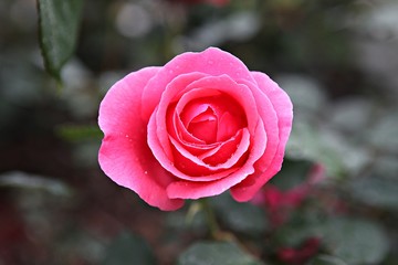 한국 인천시 남동구 장미원 입니다