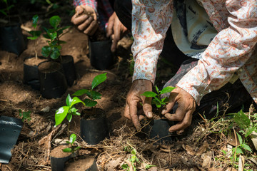 Coffee seedlings in nature taking root in fertile soil. put in a planting bag By the hands of farmers