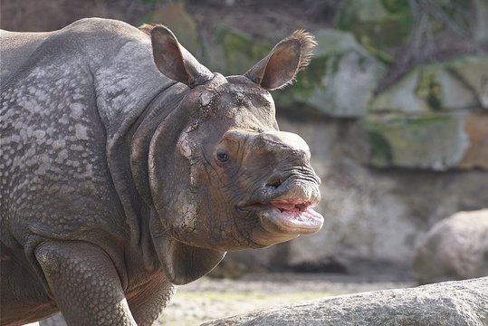 Rhinoceros At Tierpark Berlin