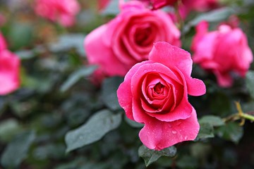 한국 인천시 남동구 장미원 입니다