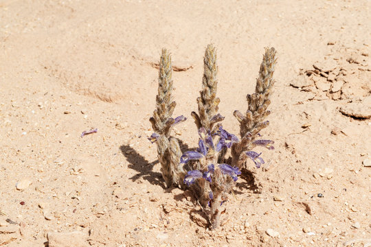 blooming Orobanche mutelii Mutel's Broomrape is a parasitic plant growing on the roots of nearby plants in the negev desert in Israel surrounded by dry sand