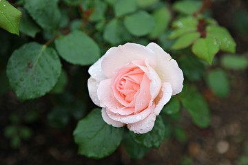 한국 인천시 남동구 장미원 입니다
