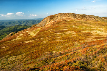 Amazing colours of the mountain meadows in the early spring. Bieszczady National Park. Carpathians. Poland.