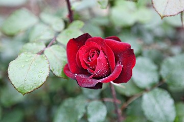 한국 인천시 남동구 장미원 입니다