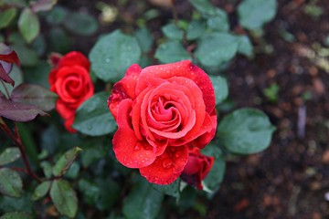 한국 인천시 남동구 장미원 입니다