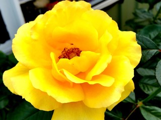 Flowers bring us our Colours.