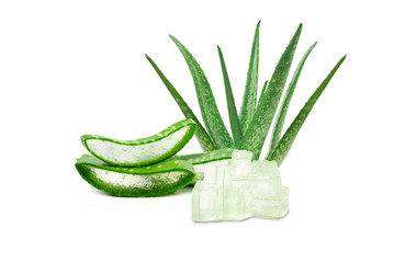 Aloe vera medicine plant