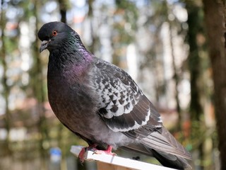 Dove sits on a feeding trough in a park
