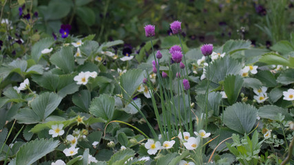 Wiosenny ogródek - kwitnacy szczypiorek i truskawki