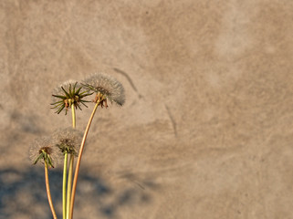 Dmuchawce na tle cementowej ściany © Maciek