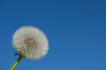 Selective focus fluffy white dandelion flower (in the picture on the bottom left) and clear blue sky background.