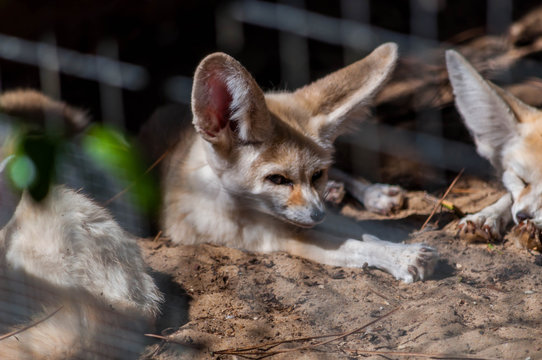 13 Best Renard Des Sables Images Stock Photos Vectors Adobe Stock 13 Best Renard Des Sables Images Stock Photos Vectors Adobe Stock