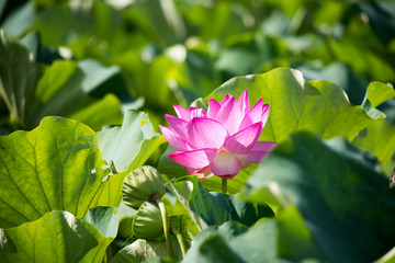 lotus bloom purity of heart