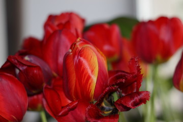 red tulip on a green