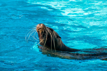 Otarie photographiée dans un parc animalier. © Bernard GIRARDIN