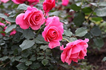 한국 인천시 남동구 장미원 입니다