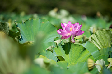 lotus bloom purity of heart