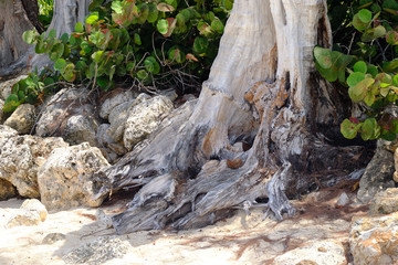 sun bleached and weathered tree sits on the edge of 7-mile beach on the Cayman Islands offering some shade from the tropical sun