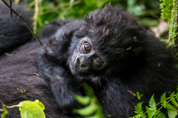 The mountain gorilla (Gorilla beringei beringei) is a subspecies of eastern gorilla. This is the second largest primate in the world