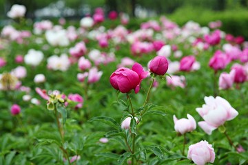 한국 인천시 남동구 장미원 입니다