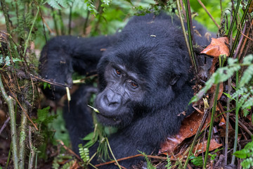 The mountain gorilla (Gorilla beringei beringei) is a subspecies of eastern gorilla. This is the second largest primate in the world