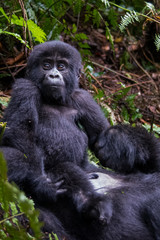 The mountain gorilla (Gorilla beringei beringei) is a subspecies of eastern gorilla. This is the second largest primate in the world