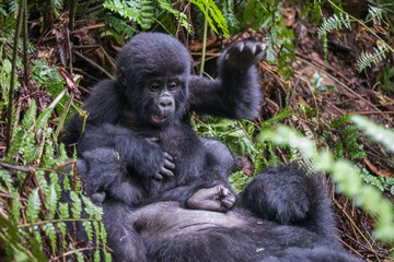 Obraz premium The mountain gorilla (Gorilla beringei beringei) is a subspecies of eastern gorilla. This is the second largest primate in the world