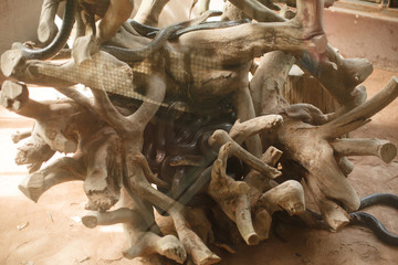 Animals and wildlife. Snake nest in the roots of a tree. Many black snakes lumped together