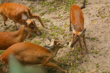 Naklejka na ściany i meble Wildlife animal. Deers fight and take food from each other