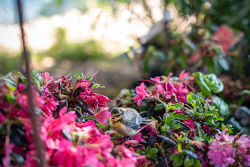 Baby Blaumeise sitzt im Azaleenbeet und schreit nach seiner Mama-Cyanistes caeruleus
