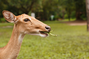 Naklejka na ściany i meble Wildlife animal. Deer head chewing a pod or branch, closeup