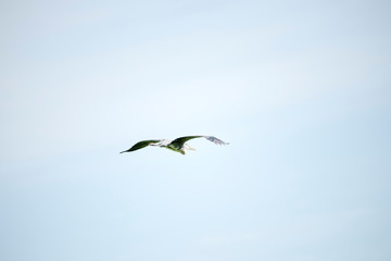 lotus bloom  purity of heart