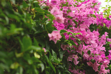 Natural floral background and texture. Bougainvillea flowers close-up. Pink flowers of a flowering shrub bougainvillea
