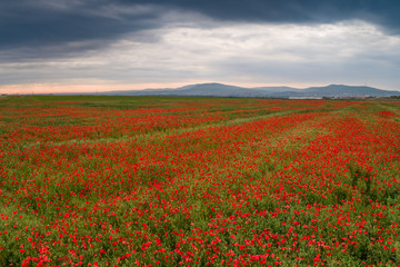 beautiful red poppy field with cloudy sky