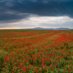 beautiful red poppy field with cloudy sky