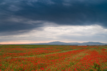 Obraz na płótnie Canvas beautiful red poppy field with cloudy sky