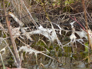 bird in the nest