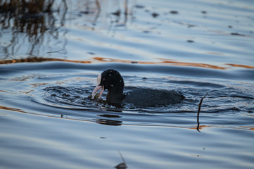 Eurasian coot eating 