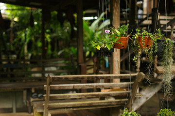 Natural tropical background. Flower pots hang on threads. Green plants on the background of a bungalow or gazebo, workshop.