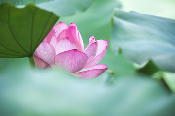 lotus bloom  purity of heart