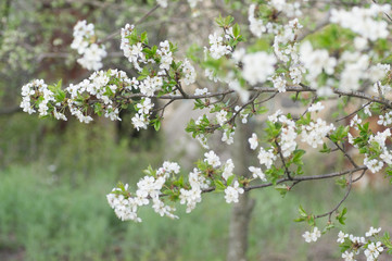 Branches of blossoming apricot macro