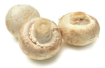 Three beautiful mushroom isolated on white background.
