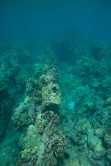 Naklejka na ściany i meble Underwater Rocky Coral Reef Portrait