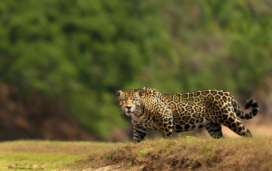 Jaguar walking on a river bank