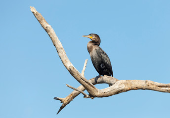Neotropic cormorant perched on a tree branch